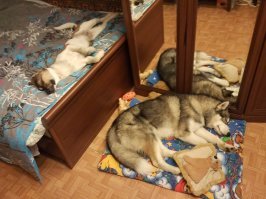 Набегались, нагрызались, теперь спим :)