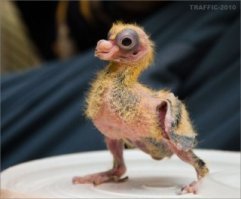 Голый сокол.