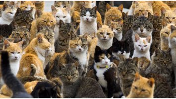 Первый кошачий остров в Японии   это Тасиро.