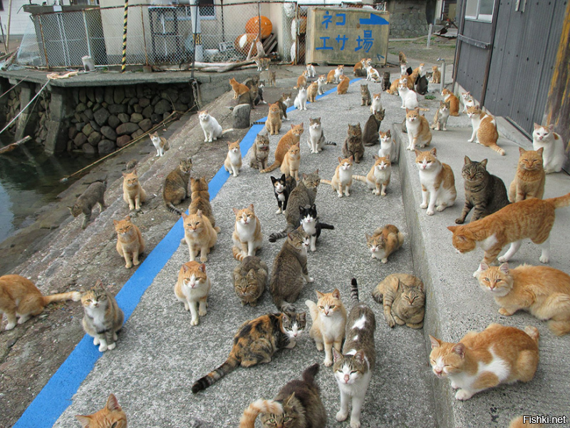 Первый кошачий остров в Японии   это Тасиро.