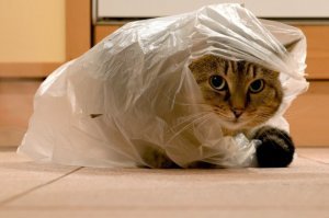 5. Пакеты с кошкой: живут своей жизнью, но недолго. Среди ночи утилизируются в пакеты  4, ибо невозможно спать под шуршание.
