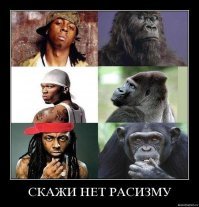 Эту гориллу не зря сравнивают с Джорджем Клуни!