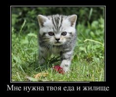 Бродячая кошка пришла к двери с двумя котятами, и вскоре… удивила хозяев сюрпризом