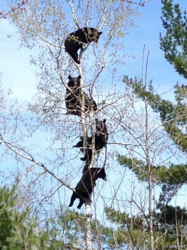 почему-то загрустил, когда понял, что прятаться от медведя на дереве - не вариант