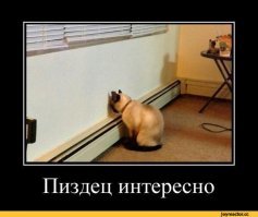 "Ты чего расселась? Не видишь… дама стоит?"