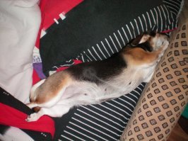 Моя мелкая прямо фотомодель по спанью!:) Особо любит как принцесса на горошине: повыше и помягче. Не могу даже выбрать какую фотку вставить... Ай, выставлю все.