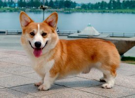 Спасибо! И Вас с наступающим!