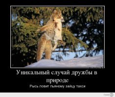 Смешные картинки с надписями