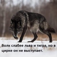 О рейде русских волков в Финляндию. Новогодний фельетон