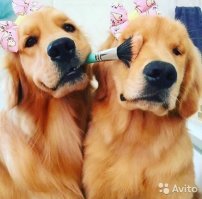 С Новым Годом Желтеньткой Сябаки Вас!