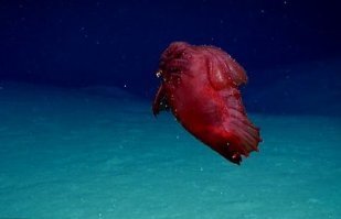 Безголовый куриный монстр и другие находки исследователей глубин