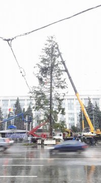 В Кишинёве в этом году поставили такую ,,красавицу,, . Привезли аж с украинских Карпат .
Доставщики внешний вид объяснили тем что первоначально она была нормальной , но когда они буксовали с неё отрубали ветки под колёса чтобы выехать из болота .
Позже ёлку поменяли на местную , красивую . 
Сколько денег было выкинуто не известно .
Всех с Наступающим !