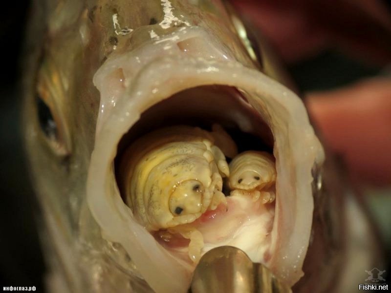 паразит пожирающий язык рыбы
