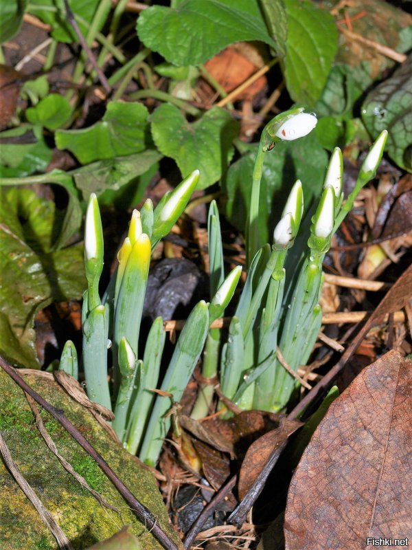 Климатическое оружие русских))))) А это подснежники, снятые вчера в саду. Если их аккуратно выкопать и занести домой, за день распустятся. Вот вам и сказка 12 месяцев)))