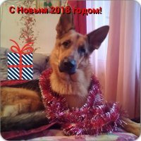 Мой новогодний собакен:-)