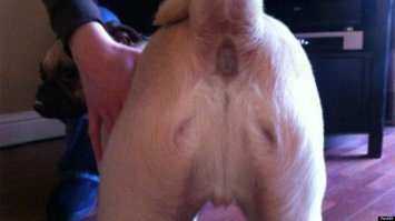 Ни на кого не похож: самые невероятные отметины у животных