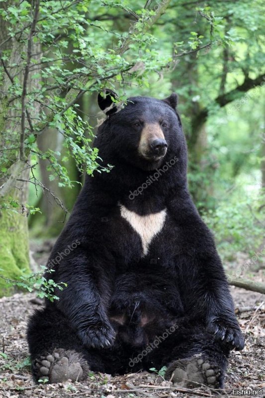 У многих чёрных медведей есть такая отметина. В этом нет ничего необычного...