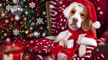 Новогодние собаки