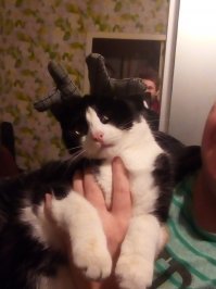 "Один дома"  )))