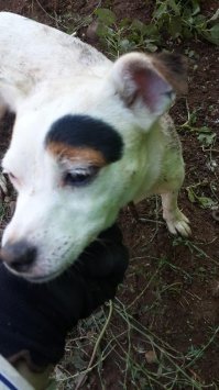 Ни на кого не похож: самые невероятные отметины у животных