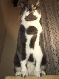 Ни на кого не похож: самые невероятные отметины у животных