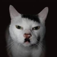 Ни на кого не похож: самые невероятные отметины у животных