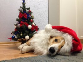 Новогодние собаки