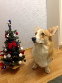 Новогодние собаки