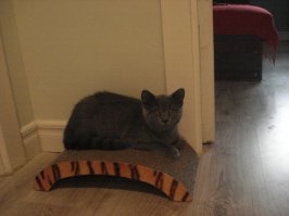 Новогодние коты