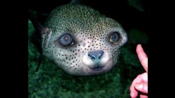 Странные обитатели моря от мурманского моряка