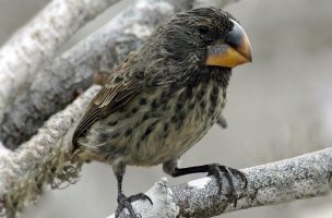 кавказский  УАрабей )