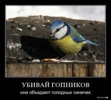 Интересно о синицах