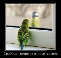 Интересно о синицах