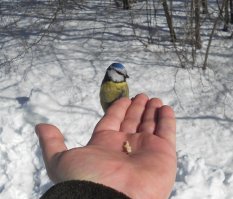 Интересно о синицах