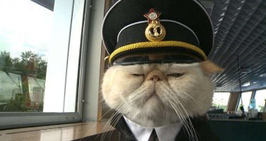 Щенок.Наши коты на помощника капитана сдают.