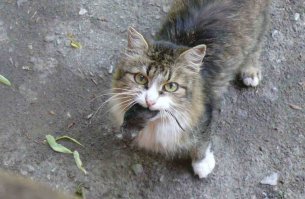 Нечеловеческая благодарность