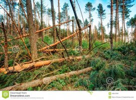 После урагана выглядело примерно так.Считаете ,что здесь не надо пилить? А начали валить и уцелевшие ,здоровые деревья.