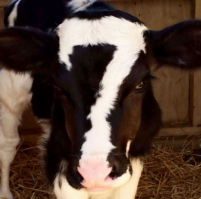 Ни на кого не похож: самые невероятные отметины у животных