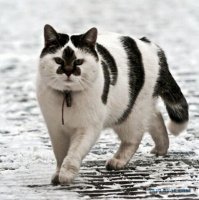 Ни на кого не похож: самые невероятные отметины у животных