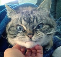 Интересно, но не очень смешно.  Хотя это прикол и юмор.