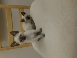 Нашим год.разница - 8 месяцев.