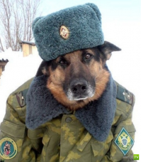 Животные на военной службе