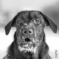 Россия, немоё