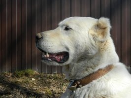 у меня тоже есть служивый  .
на дату не смотреть )))