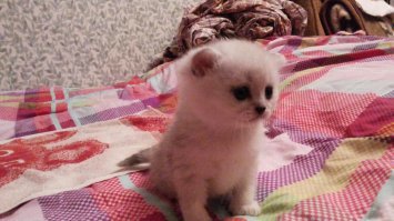 Вот наша прелесть.Разница в 7 месяцев )))