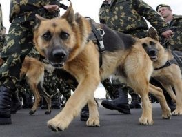 Пёсик как бы говорит - "Камеру убрал на...!"