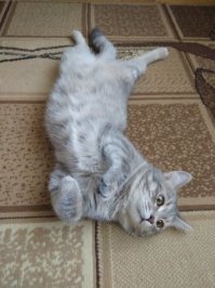 Тимофей. Подкидыш. Разница 5 месяцев.
Фото смазаны. На месте почти не сидит/не лежит.