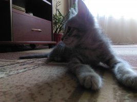 Тимофей. Подкидыш. Разница 5 месяцев.
Фото смазаны. На месте почти не сидит/не лежит.