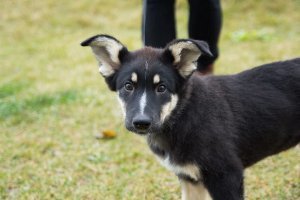 Вот какие ухи!!!  )))