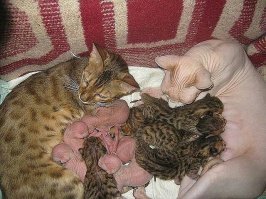 Кошки инь и янь с котятками